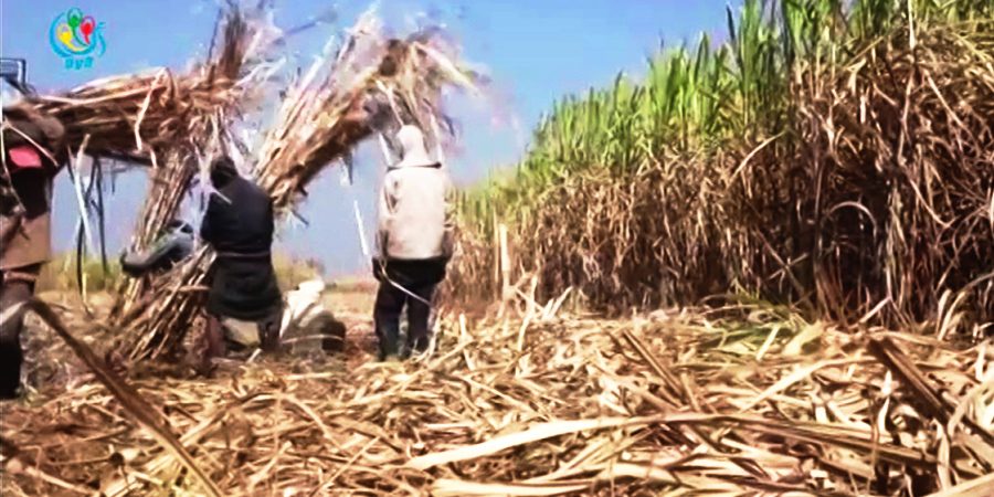 ယခုနှစ် ကြံခုတ်ရာသီ ကြံ ၁ တန် ငွေကျပ် ၉၀,၀၀၀ အထိ ဈေးဖွင့်