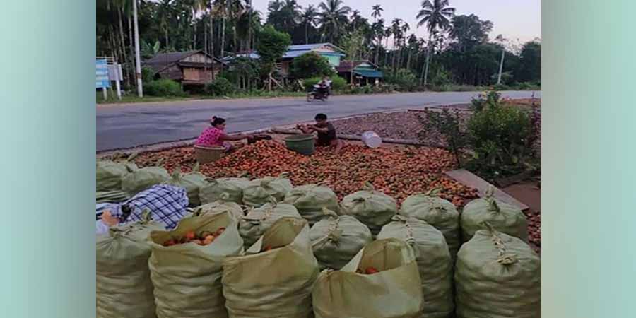 ရေးမြို့နယ်တွင် ကွမ်းသီးရောင်းဝယ်ရေးလုပ်ငန်းများ ရပ်နားထားရ