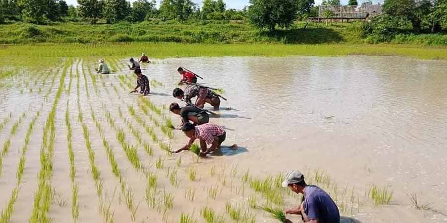 တော်လှန်ရေးရဲဘော်များရိက္ခာအတွက်  PRA ခေါင်းဆောင်များကိုယ်တိုင် စပါးစိုက်ပျိုးနေ