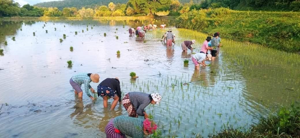 မိုးစပါးရိတ်သိမ်းချိန် အရှုံးပေါ်မည်ကို တောင်သူများစိုးရိမ်