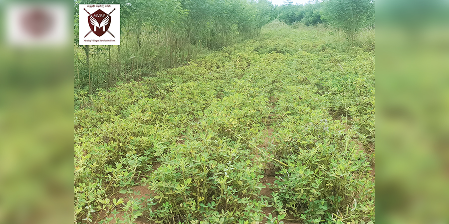 သီးနှံရိတ်သိမ်းချိန် မြိုင်နယ်တွင် ပျူစောထီးများက သေနတ်ဖြင့်ပစ်ခတ်နေသဖြင့် တောင်သူများ ထွက်ပြေးနေရ