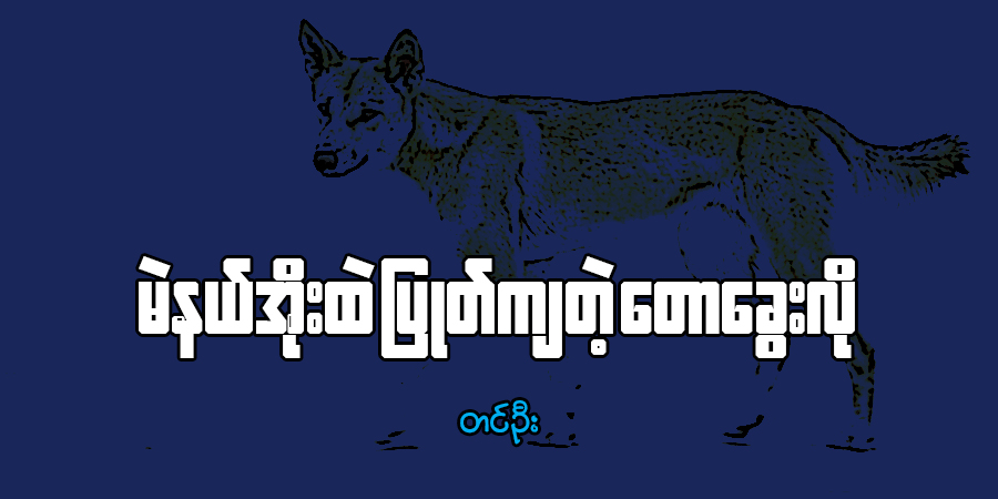 မဲနယ်အိုးထဲ ပြုတ်ကျတဲ့ တောခွေးလို