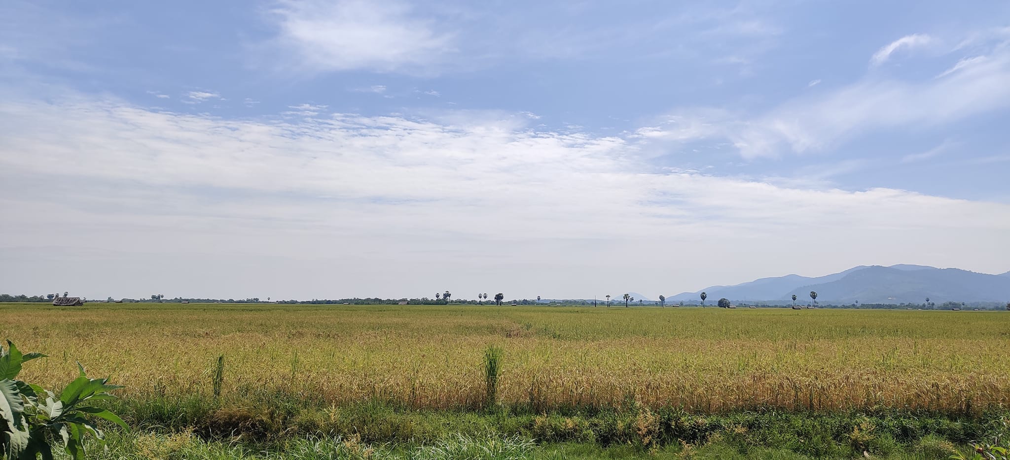 ထားဝယ်တွင် ဆန်တင်ပို့ခွင့် ကန့်သတ်မှုကြောင့် လယ်သမားများ စိုးရိမ်