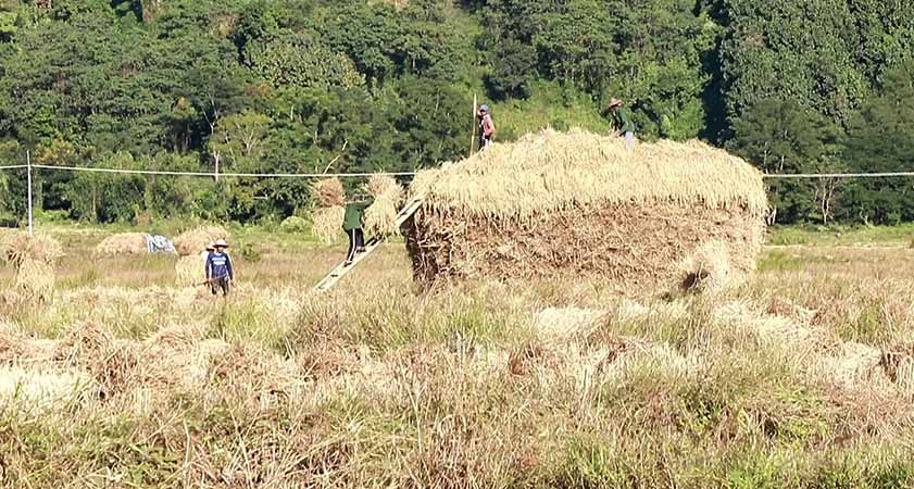 လုံဂျာဘွမ်တောင်ခြေအနီး တိုက်ပွဲဖြစ်နေသဖြင့် ဒေသခံများ စပါးရိတ်သိမ်းရန် ခက်ခဲနေ