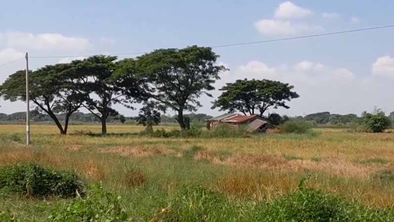 အခြေခံရည်ညွှန်းစပါးဈေးနှုန်း သတ်မှတ်ကြေညာ