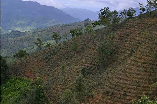 နမ့္ဆန္တြင္ လက္ဖက္ေတာင္သူမ်ား ဘ၀ရပ္တည္ေရး ခက္ခဲ