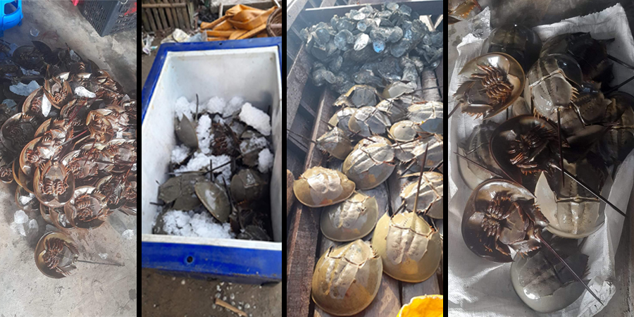 မြိတ်ကျွန်းစုထွက် ကင်းဖိုကင်းမ (ခ) ဗီလားများ ထိုင်းနိုင်ငံက အဝယ်လိုက်နေ