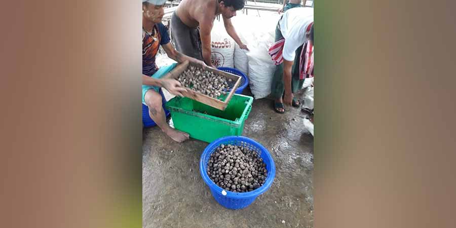 မြိတ်ကျွန်းစုဒေသထွက် ဂျင်းခရုများ ထိုင်းနိုင်ငံက အဝယ်လိုက်နေ