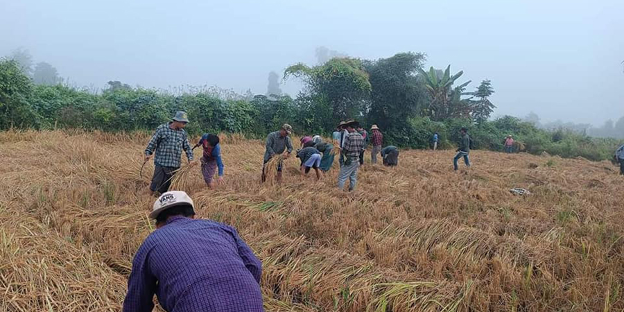 ဒေသခံပြည်သူများ၏ စပါးခင်းများကို YRA-ထီးလင်းက ကူညီရိတ်သိမ်းပေး