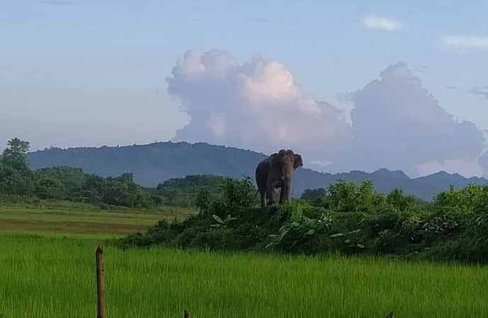 ဘူးသီးတောင်၌ တောဆင်ရိုင်းနင်းခံရသဖြင့် လူငယ် ၁ ဦး သေဆုံး