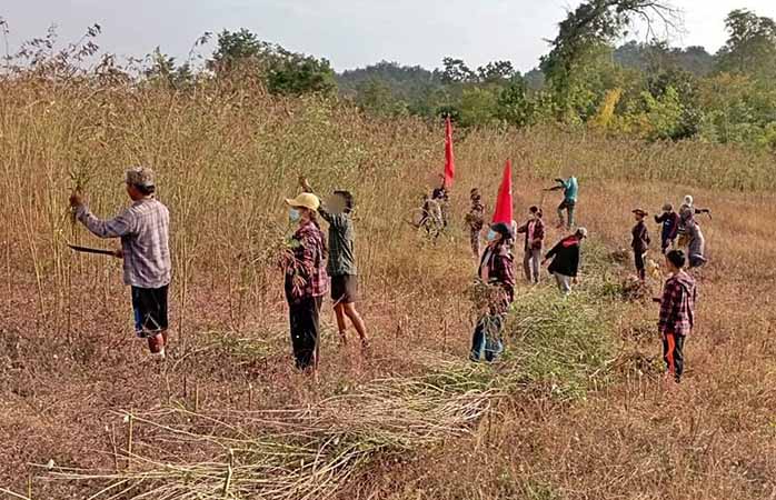 မုံရွာ PDF က ဒေသခံပြည်သူများကို ကောက်ပဲသီးနှံ ကူညီရိတ်သိမ်းပေး (ဓာတ်ပုံ)
