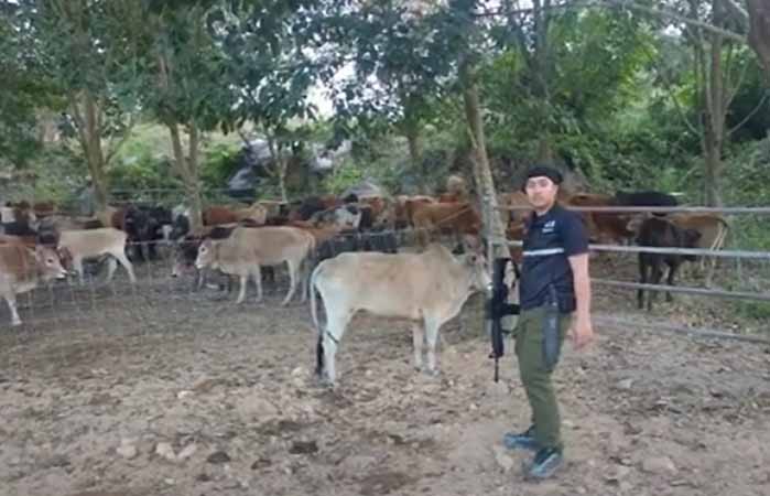 မြန်မာဘက်မှ မှောင်ခိုတင်သွင်းလာသည့် ကျွဲနွားကောင်ရေ ၉၀ ခန့် ထိုင်းနယ်ခြားစောင့်ရဲတပ်ဖွဲ့ ဖမ်းမိ