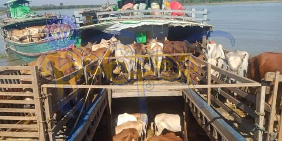 ဘူးသီးတောင်တွင် ကျပ်သိန်းပေါင်း ၂,၃၀၀ ကျော်တန်ဖိုးရှိ မှောင်ခိုနွား ၁၇၉ ကောင် ဖမ်းမိ
