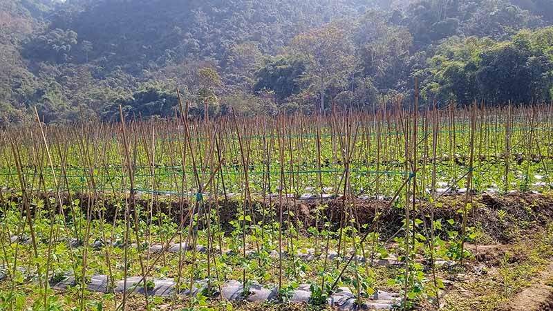 တရုတ်ဘက်က ဝယ်ယူမှုကြောင့် ဟိုပန်မြို့နယ်တွင် ပဲသီးစိုက်‌တောင်သူ‌ များလာ
