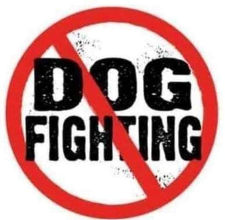 တိရစ္ဆာန်ချစ်သူများက “Stop Dog Fighting” ကမ်ပိန်း ပြုလုပ်