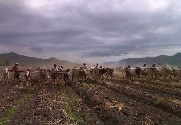စဥ့္ကူးၿမိဳ ႔နယ္ လယ္သမား ၅၀၀ ခန္႔ ထြန္တံုးတိုက္ပြဲ ဆင္ႏႊဲ