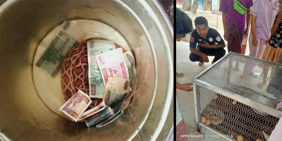 သန်လျင်တွင် မှန်ပုံးအတွင်း ထည့်သွင်းပြထားသည့် မြွေပွေးကို ဖမ်းပြီး ဘေးလွတ်ရာပို့