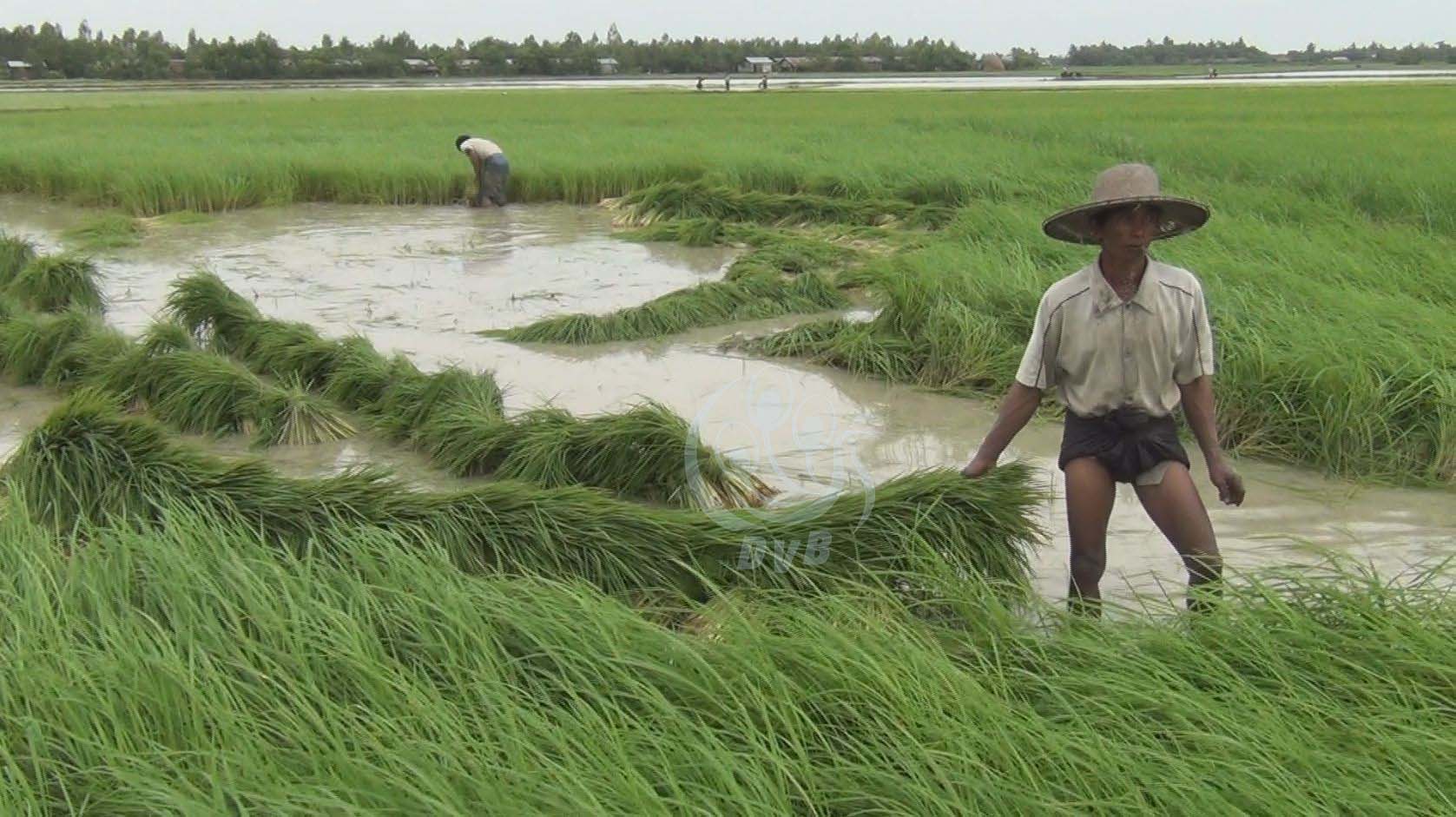 ဆန်စပါးဥပဒေမူကြမ်းတွင် တောင်သူများကို အကျိုးခံစားခွင့်ပေးနိုင်သည့်အချက်များ မပါဝင်