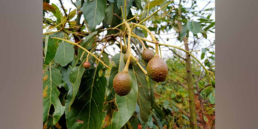 တရုတ်နိုင်ငံသို့ မြန်မာ ထောပတ်သီး တရားဝင်တင်ပို့နိုင်ရန် ကြိုးပမ်းနေ