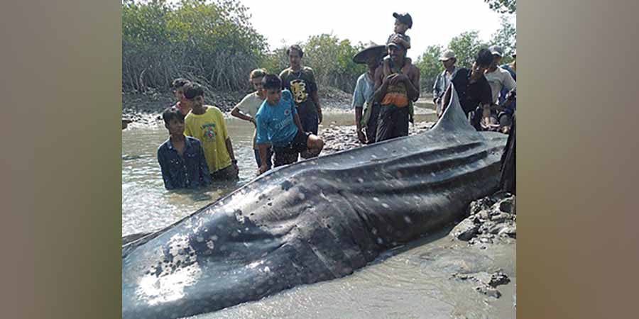 ကျောက်ဖြူ၌  အရှည် ၂၆ ပေခန့်ရှိ ဝေလငါးမန်းကြီး ၁ ကောင်သောင်တင်သေဆုံး