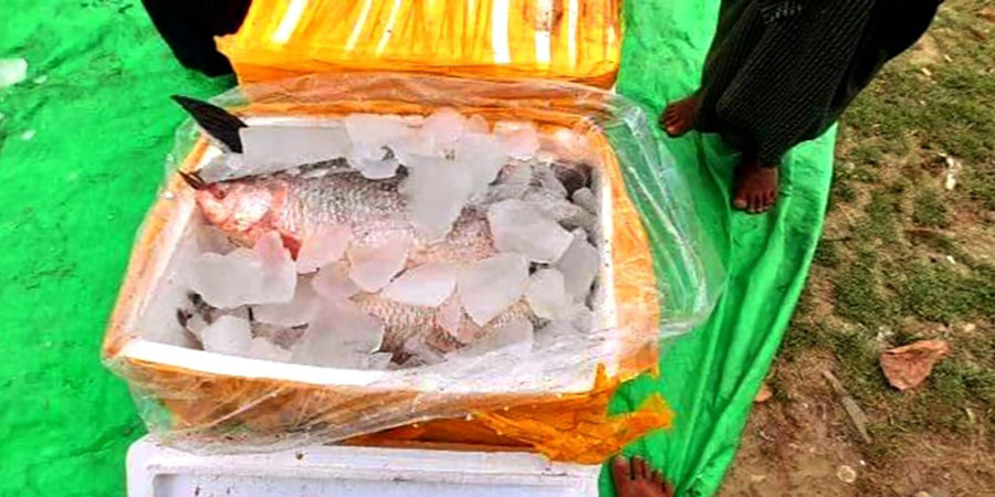 မောင်တောနယ်စပ်မှ ဘင်္ဂလားဒေ့ရှ်သို့ ငါးမြစ်ချင်း တန်ချိန် ၂၀၀ ကျော်သာ တင်ပို့နိုင်ခဲ့