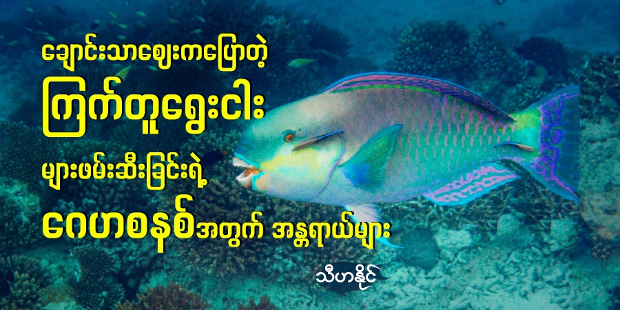 ချောင်းသာဈေးကပြောတဲ့ ကြက်တူရွေးငါးများ ဖမ်းဆီးခြင်းရဲ့ ဂေဟစနစ်အတွက် အန္တရာယ်များ