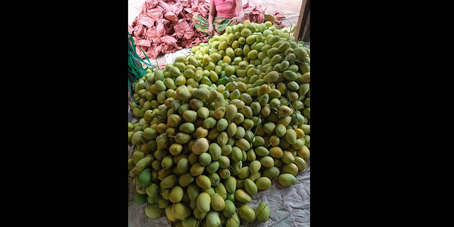 မြန်မာ့သရက်သီးအထွက်နှုန်း လျော့ကျ