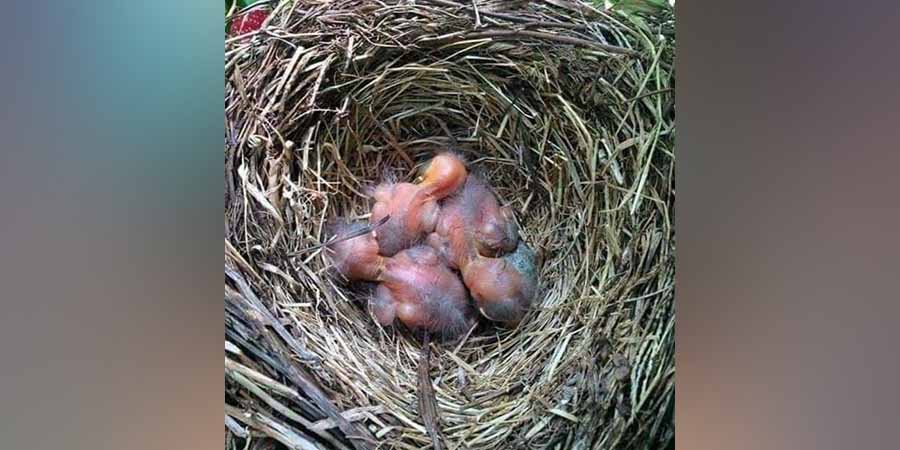မင်းတပ်၌ ကျေးငှက်များ သားပေါက်ချိန် အမဲလိုက်ခွင့် ၃ လ ပိတ်ပင်