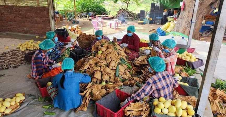မူဆယ် ၁၀၅ မိုင် တရုတ်လမ်းပိုင်းပြန်ပွင့်ပြီး သရက်သီး အရောင်းအဝယ် ပြန်ဖြစ်
