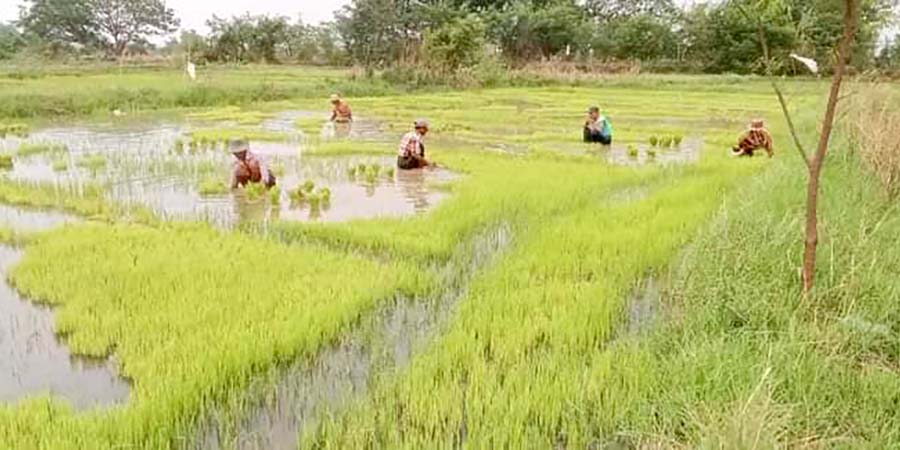 ရိက္ခာဖူလုံစေရန် ABSDF (ချင်းတွင်းဒေသ) တပ်ရင်းက နွေစပါးစိုက်