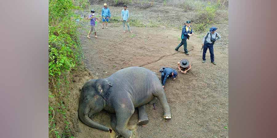 ငပုတော၌ အသတ်ခံရသည့် တောဆင်ရိုင်းတွေ့ 