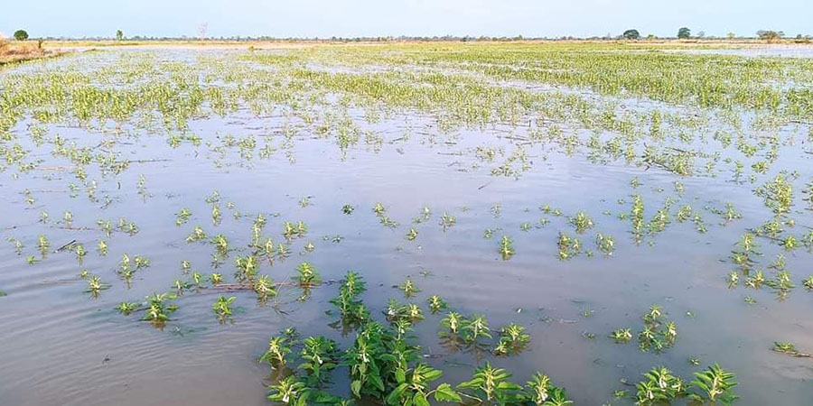 မိုခါ ဆိုင်ကလုန်းမုန်တိုင်းကြောင့် နိုင်ငံတဝန်း မိုးသည်းထန်စွာ ဆက်တိုက်ရွာသွန်းပြီး သီးနှံစိုက်ခင်းများ ရေနစ်မြုပ် ထိခိုက်ပျက်စီး