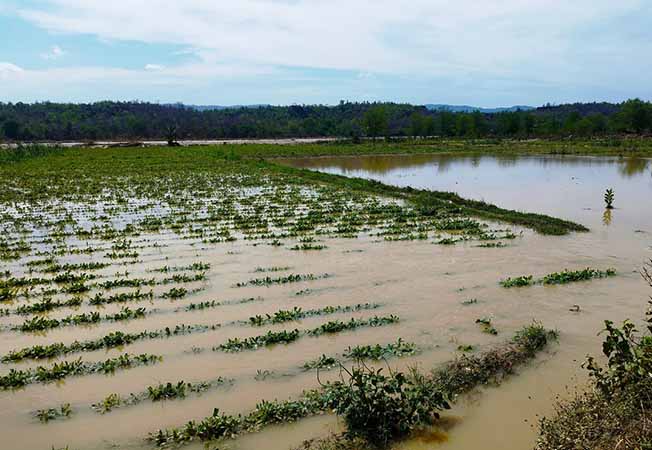 ပေါက်မြို့နယ်တွင် ချောင်းရေလျှံသဖြင့် ကြက်သွန်နှင့် စပါးတင်းရေ ထောင်ချီ ဆုံးရှုံး