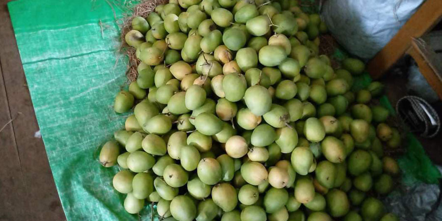 မန္တလေးတွင် မိုခါမုန်တိုင်းကြောင့် လေပြင်းတိုက်ပြီး သရက်သီးများ ပျက်စီး