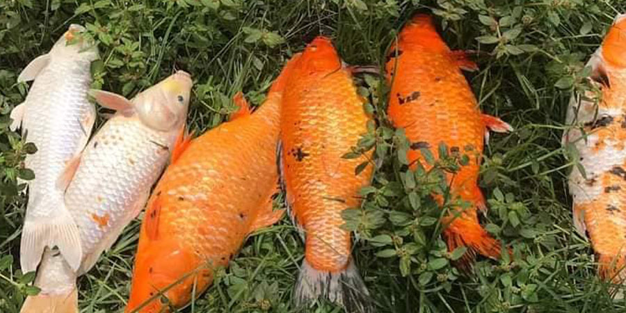 တိုက်ကြီးမြို့ နိဗ္ဗာန်ချမ်းသာ မင်္ဂလာကန်ရှိ အလှမွေးငါး ၆,၀၀၀ ကျော် သေဆုံး