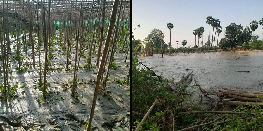 မိုခါမုန်တိုင်းကြောင့် ဆိပ်ဖြူမြို့နယ် မြောက်ရွာမကျေးရွာက ကွမ်းခြံများပျက်စီး