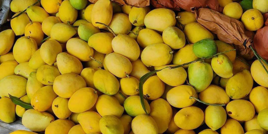တရုတ်ပြည်တင်ပို့သည့် စိန်တလုံးသရက်သီးများ ဈေးကောင်းမရ