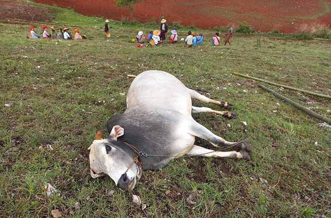 ကလောတွင် မိုးကြိုးပစ်ခံရသဖြင့် လူ ၁ ဦး၊ နွား၁ ကောင် သေဆုံး 