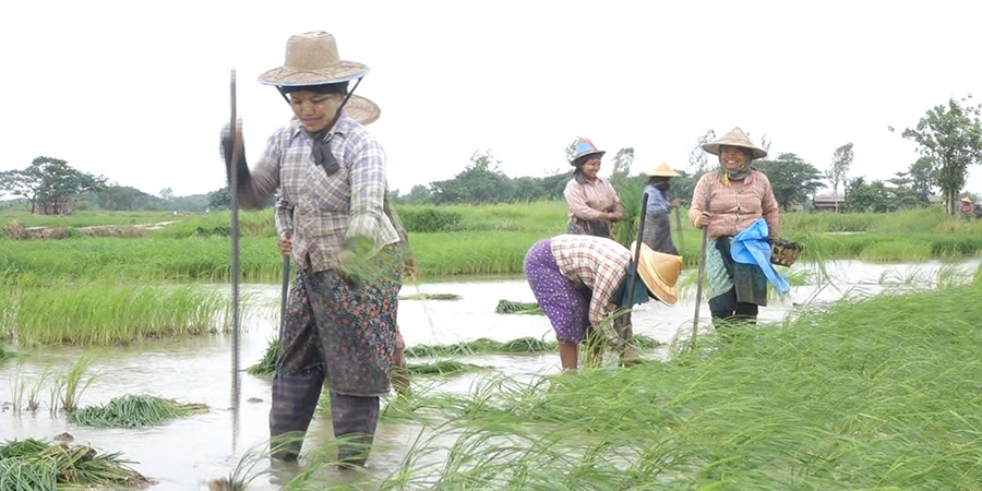 စိုက်ပျိုးရေးအတွက် လုပ်ငန်းသုံးချေးငွေ လျှောက်ထားနိုင်ဟု စစ်ကောင်စီ ကြေညာ