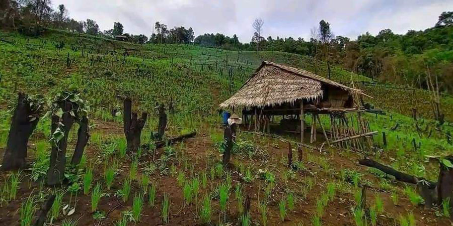 ကရင်နီစစ်ရှောင်များ နေရပ်ပြန်ပြီး တောင်ယာလုပ်ငန်းခွင်ဝင်