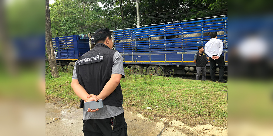 မဲဆောက်တွင် မှောင်ခိုတင်ပို့သည့် မြန်မာ့ ကျွဲ၊ နွား ၁၀၀ ကျော် ဖမ်းဆီးမိ