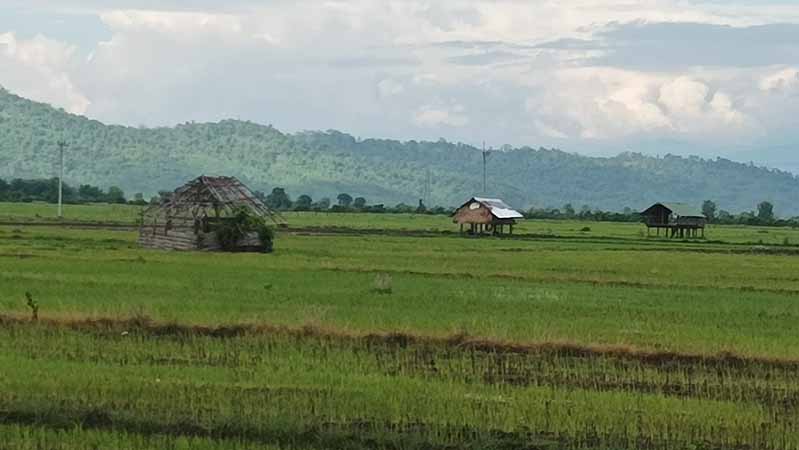 ဝိုင်းမော်မြို့နယ်ကတောင်သူများ ဖရဲစိုက်ခင်းမြေတွင်  စပါးပြန်လည်စိုက်ပျိုး