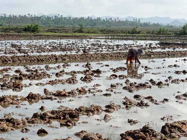 မုန်တိုင်းသင့်ရခိုင်ဒေသက လယ်သမားများ စပါးပြန်စိုက်ရန်  အခက်ခဲမျိုးစုံကြုံတွေ့နေ 