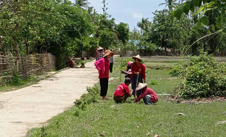 မိုခါမုန်တိုင်းသင့် ပုဏ္ဏားကျွန်းမြို့နယ်တွင် အရိပ်ရသစ်ပင်များ စိုက်ပျိုး