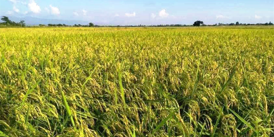 စိုက်စရိတ်မြင့်တက်မှုနှင့် ဈေးနှိမ်မှုကြောင့် စပါးစိုက်တောင်သူများ အဆင်မပြေ