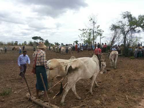 ကန္႔ဘလူ ထြန္တံုးတိုက္ပြဲ လူ ၃၀၀ ေက်ာ္ကို တရားစြဲ၊ ဦးေဆာင္သူမ်ားကို ေထာင္ခ်