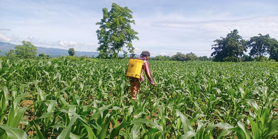 ဆီဆိုင်မြို့နယ်ရှိ တပ်သိမ်းမြေတွင် စစ်တပ်က အခကြေးငွေယူပြီး စိုက်ပျိုးခွင့်ပေး