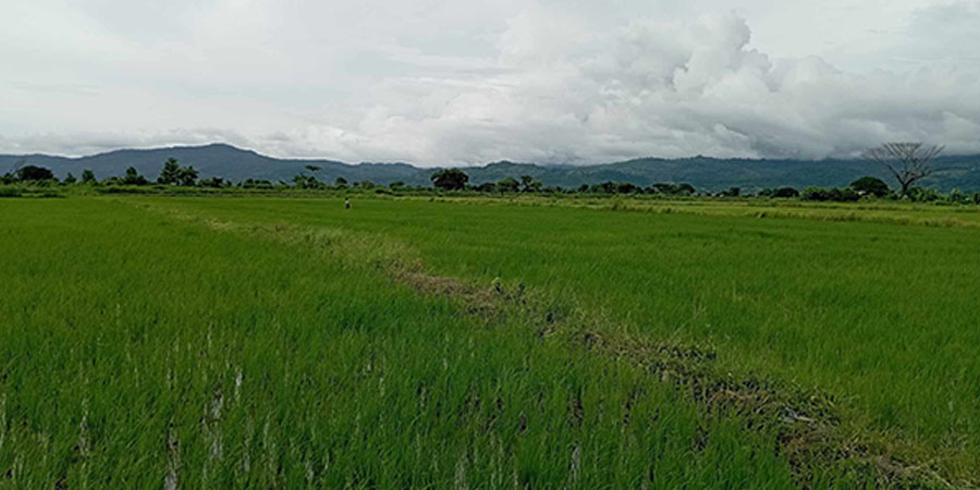 စစ်တပ် လက်နက်ကြီးကြောင့် ဂန့်ဂေါ သင်တောရွာသားများ တောင်ယာလုပ်ကိုင်ခွင့်မရ