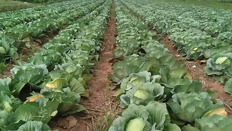 ဂေါ်ဖီထုပ်စျေးကောင်းရသော်လည်း တောင်သူများ တွက်ခြေမကိုက်