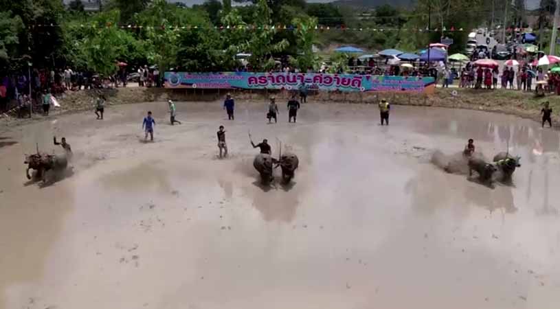 ထိုင်းတွင် စပါးစတင်စိုက်ပျိုးခြင်း အထိမ်းအမှတ် ကျွဲပြိုင်ပွဲ ကျင်းပ